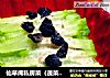 仙草阁私房菜（蔬菜大棚）--新品菜式（青萝卜焙煎沙拉）的做法