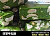抹茶牛轧糖的做法