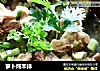 萝卜炖羊排的做法