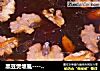 黑豆煲塘虱----多谢！！!的做法