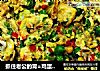 抓住老公的胃=鸡蛋烩豌豆玉米的做法
