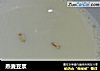 燕麦豆浆的做法