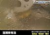 莲藕排骨汤的做法