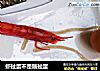 虾扯蛋不是瞎扯蛋的做法