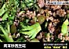 肉末炒西兰花的做法