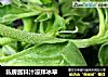 私房酱料汁凉拌冰草的做法
