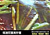 蠔油双面黄炒面的做法
