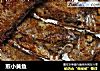 煎小黄鱼的做法