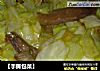 【手撕包菜】的做法