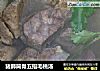 猪肺筒骨五指毛桃汤的做法