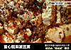爱心版麻婆豆腐的做法