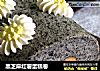 黑芝麻红薯蛋糕卷的做法