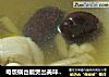 电饭锅也能煲出美味汤——鸡腿汤的做法