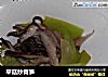 平菇炒青笋的做法
