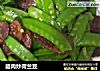 腊肉炒荷兰豆的做法