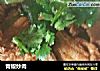 青椒炒肉的做法