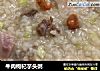 牛肉枸杞芋头粥的做法