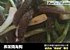荞菜烧海狗的做法
