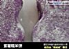 紫薯糯米饼的做法