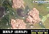 菠菜丸子（白菜丸子）的做法