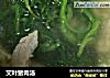 艾叶猪肉汤的做法