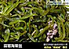 蒜蓉海带丝的做法