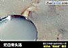 奶白骨头汤的做法