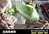 白菜肉骨煲的做法