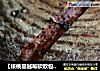 【核桃蔓越莓软欧包】——幸福手作乡村面包的做法