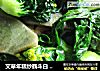 艾草年糕炒鹤斗白   通俗点  也就是年糕炒青菜的做法