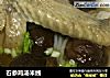 石参鸡汤米线的做法