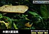 木须火腿菠菜的做法