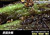 虎皮尖椒的做法