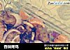 香辣烤鸡的做法
