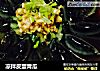 凉拌皮蛋青瓜的做法