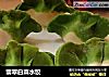 翡翠白菜水饺的做法