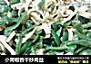 小青椒香干炒肉丝的做法