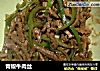 青椒牛肉丝的做法
