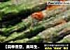 【简单煮意，美味生活】---竹荪芦笋的做法