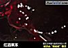 红酒果冻的做法