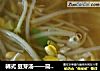 韩式 豆芽汤——简单，开胃，解酒，下饭的做法
