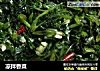 凉拌香菜的做法