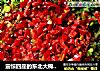 震惊四座的东北大棉袄=让您吃到high剁椒黄鱼的做法