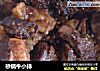 砂锅牛小排的做法