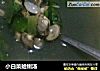 小白菜蛤蜊汤的做法