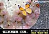 樱花慕斯蛋糕（不用烤箱超详细22步）的做法