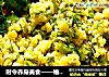 时令养身美食——榆钱疙瘩的做法