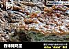 香椿摊鸡蛋的做法