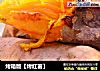 烤箱版【烤红薯】的做法
