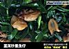 韭菜炒墨鱼仔的做法